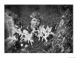 Cottingley Fairies by Elsie Wright Limited Edition Print