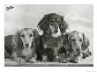 Three Dachshunds Sitting Together From The Priorsgate Kennel Owned By Sherer by Thomas Fall Limited Edition Pricing Art Print