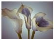 Blue Callas by Assaf Frank Limited Edition Print