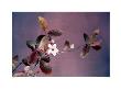 Eclosion Pourpre by Amelie Vuillon Limited Edition Pricing Art Print