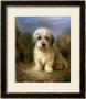 A Dandie Dinmont by Lilian Cheviot Limited Edition Print