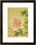 Peony, From Album Of Flower Paintings by Yun Shou-P'ing Limited Edition Print