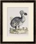 The Dodo by Frederick P. Nodder Limited Edition Pricing Art Print