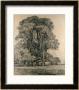 Elm Trees In Old Hall Park, East Bergholt, 1817 by John Constable Limited Edition Print