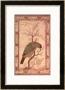 A Barbet (Himalayan Blue-Throated Bird) Jahangir Period, Mughal, 1615 by Ustad Mansur Limited Edition Print