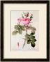 Rosa Bifera Officinalis, From Les Roses By Claude Antoine Thory by Pierre-Joseph Redouté Limited Edition Pricing Art Print
