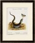 Lizard Chasing A Butterfly by Johann Michael Seligman Limited Edition Print