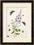 Rosebay Willowherb And Buttercups With Butterflies by Thomas Robins Jr Limited Edition Print