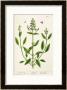 Salviam From A Curious Herbal, 1782 by Elizabeth Blackwell Limited Edition Pricing Art Print