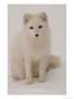 White Fox, Churchill, Northern Manitoba by Keith Levit Limited Edition Pricing Art Print