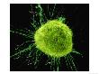 Cancer Cell, Electron Microscopy by Jacob Halaska Limited Edition Pricing Art Print