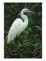 Great Egret Perches On A Tree Branch by Klaus Nigge Limited Edition Print