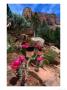 Simpson Hedgehog Cactus, Kolob Canyon, Zion National Park, Usa by John Elk Iii Limited Edition Print