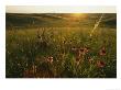 A Field Of Purple Coneflowers At Sunrise by Annie Griffiths Belt Limited Edition Print