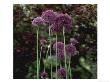 Allium Hollandicum Purple Sensation, Cotinus In Background by Jane Legate Limited Edition Print
