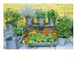 Herbs In Metal Pots Curry Plant, Catmint, Feverfew, Chamomile, Eau De Cologne Mint, Yellow Sage by Andrew Lord Limited Edition Pricing Art Print