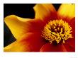Dahlia Moonfire by Mark Bolton Limited Edition Pricing Art Print