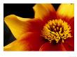 Dahlia Moonfire by Mark Bolton Limited Edition Print