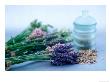 Cut Lavender, Dried Lavender & Glass Pot by Lynn Keddie Limited Edition Print