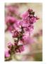 Daphne Mezereum, Close-Up Of Flowers February by Lynn Keddie Limited Edition Print
