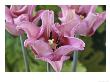 Tulipa Picture (Single Late Tulip), Pale & Dark Pink Flower by Chris Burrows Limited Edition Print