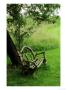 Rustic Wooden Bench Beneath Old Malus (Apple) Tree, Meadow In View At Cooks Farm Garden, Somerset by Mark Bolton Limited Edition Print