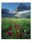 Paintbrush In Uinta National Forest, Wasatch Mountains, Mount Timpanogos Wilderness, Utah, Usa by Scott T. Smith Limited Edition Print