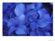 A Close View Of Blue Hydrangea Flowers by Darlyne A. Murawski Limited Edition Print