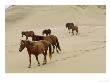 A Group Of Wild Horses In The Dunes Of Sable Island by Eightfish Limited Edition Pricing Art Print