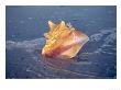 Queen Conch In Sea Foam by Lynn M. Stone Limited Edition Print