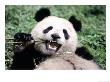 Giant Panda Bear Eating, Sichuan, China by Lynn M. Stone Limited Edition Print