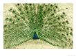 Peacock Displaying Plumage by Richard Stacks Limited Edition Print