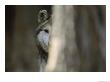 A Captive Mexican Gray Wolf Peers From Behind A Tree Trunk by Joel Sartore Limited Edition Pricing Art Print