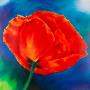 Nachtmohn Ii by Thomas Aeffner Limited Edition Pricing Art Print