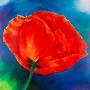 Nachtmohn Ii by Thomas Aeffner Limited Edition Print