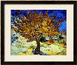 Mulberry Tree, 1889 by Vincent Van Gogh Limited Edition Print