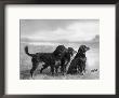 Jack Judy And Jill Of Cromux Three Gordon Setters In A Field Owned By Eden by Thomas Fall Limited Edition Print