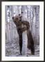 Grizzly Bear Grabbing Tree, North America by Amy And Chuck Wiley/Wales Limited Edition Pricing Art Print