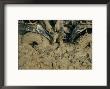 Motocross Race At Saint Joe State Park by Randy Olson Limited Edition Print