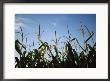 Sunlight On The Tops Of Corn Plants In A Field Near Bennet by Joel Sartore Limited Edition Print