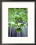 Maple Leaves Against A Waterfall Backdrop by Bill Curtsinger Limited Edition Print