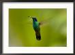 Green Violet-Ear Hummingbird (Colibri Thalassinus) In Flight In The Mountainous Region Of Costa Ric by Roy Toft Limited Edition Print