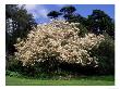 Magnolia X Soulangiana, Devon by Kidd Geoff Limited Edition Pricing Art Print