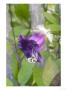 Cup And Saucer Vine, Cobaea Scandens by Kidd Geoff Limited Edition Print