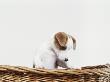 Jack Russell Terrier Puppy In Basket by Heide Benser Limited Edition Pricing Art Print