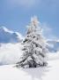 Fir Tree Covered In Fresh Snow by Adie Bush Limited Edition Print