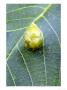 Walnut Leaf Blister Caused By Walnut Leaf Gall Mite, Eriophyes Erineus by Kidd Geoff Limited Edition Print