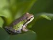 Pacific Treefrog (Hyla Regilla), British Columbia. by Ron Watts Limited Edition Print