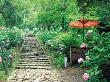 Stairs Climbing Through A Garden by Yoshio Shinkai Limited Edition Print