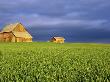 Wooden Houses In Middle Of Green Fields With Dark Clouds by Chuck Haney Limited Edition Pricing Art Print